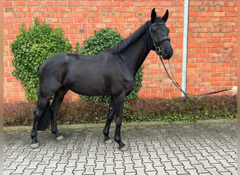 Trakehner, Wallach, 6 Jahre, 173 cm, Schwarzbrauner