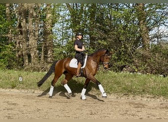 Trakehner, Wallach, 6 Jahre, 175 cm, Brauner