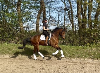 Trakehner, Wallach, 6 Jahre, 175 cm, Brauner