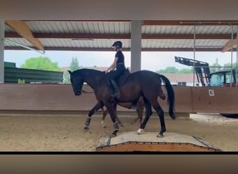 Trakehner, Wallach, 6 Jahre, 178 cm, Rappe