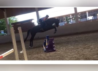 Trakehner, Wallach, 6 Jahre, 178 cm, Rappe