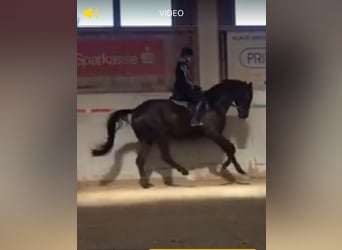 Trakehner, Wallach, 6 Jahre, 178 cm, Rappe
