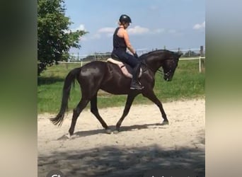Trakehner, Wallach, 6 Jahre, 178 cm, Rappe