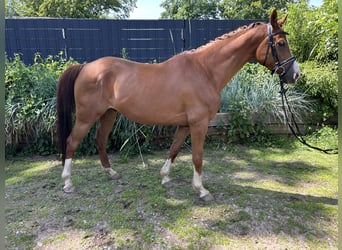 Trakehner, Wallach, 7 Jahre, 160 cm, Fuchs