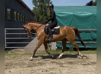 Trakehner, Wallach, 7 Jahre, 160 cm, Fuchs