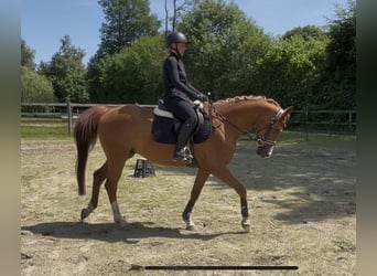 Trakehner, Wallach, 7 Jahre, 160 cm, Fuchs