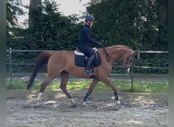 Trakehner, Wallach, 7 Jahre, 160 cm, Fuchs