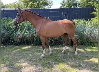 Trakehner, Wallach, 7 Jahre, 160 cm, Fuchs