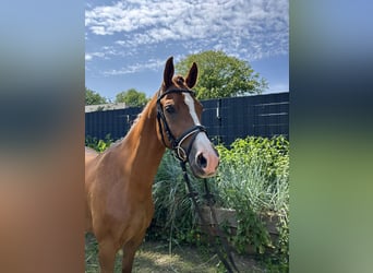 Trakehner, Wallach, 7 Jahre, 160 cm, Fuchs
