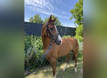 Trakehner, Wallach, 7 Jahre, 160 cm, Fuchs