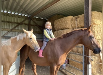 Trakehner, Wallach, 7 Jahre, 161 cm, Fuchs