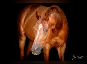 Trakehner, Wallach, 7 Jahre, 161 cm, Fuchs