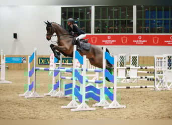 Trakehner, Wallach, 7 Jahre, 163 cm, Brauner