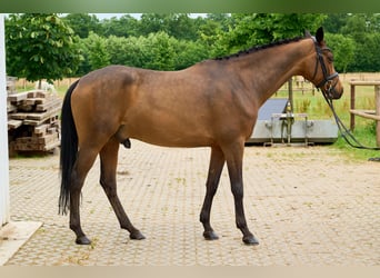 Trakehner, Wallach, 7 Jahre, 163 cm, Brauner