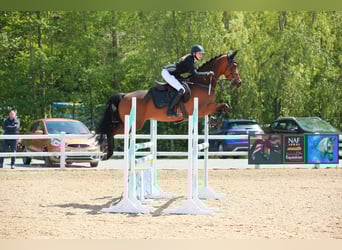 Trakehner, Wallach, 7 Jahre, 163 cm, Brauner