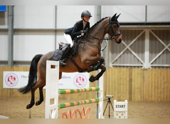 Trakehner, Wallach, 7 Jahre, 163 cm, Brauner