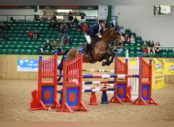 Trakehner, Wallach, 7 Jahre, 163 cm, Brauner