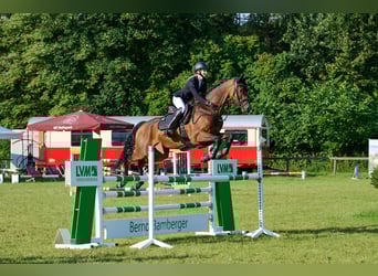 Trakehner, Wallach, 7 Jahre, 163 cm, Brauner