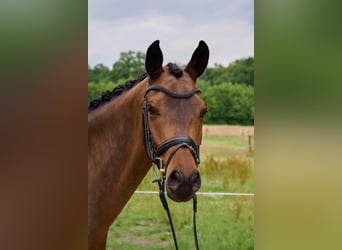 Trakehner, Wallach, 7 Jahre, 163 cm, Brauner