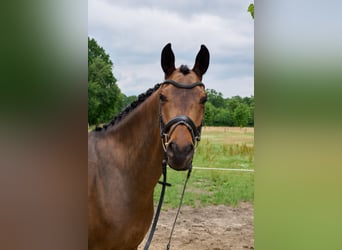 Trakehner, Wallach, 7 Jahre, 163 cm, Brauner