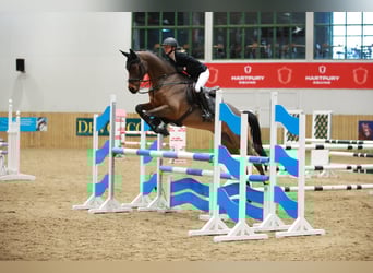 Trakehner, Wallach, 7 Jahre, 163 cm, Brauner