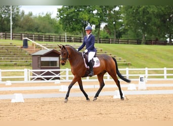 Trakehner, Wallach, 7 Jahre, 163 cm, Brauner