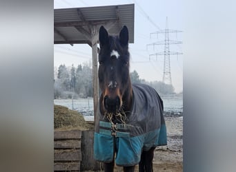 Trakehner, Wallach, 7 Jahre, 163 cm