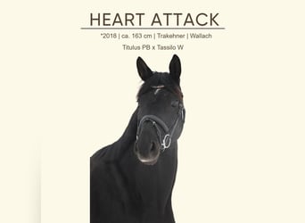 Trakehner, Wallach, 7 Jahre, 163 cm, Rappe