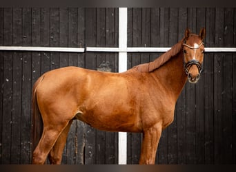 Trakehner, Wallach, 7 Jahre, 164 cm, Fuchs