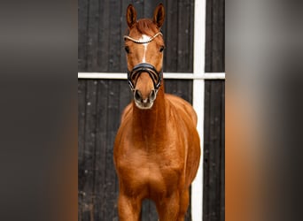 Trakehner, Wallach, 7 Jahre, 164 cm, Fuchs