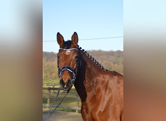 Trakehner, Wallach, 7 Jahre, 165 cm, Brauner