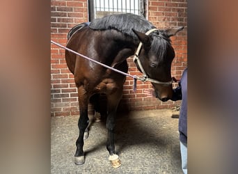 Trakehner, Wallach, 7 Jahre, 165 cm, Dunkelbrauner