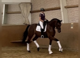 Trakehner, Wallach, 7 Jahre, 168 cm, Brauner