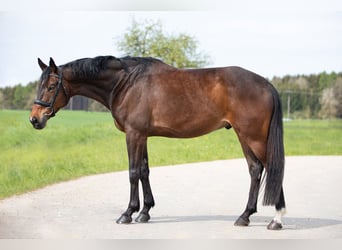 Trakehner, Wallach, 7 Jahre, 168 cm, Brauner