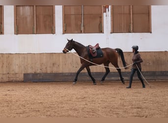 Trakehner, Wallach, 7 Jahre, 168 cm, Brauner