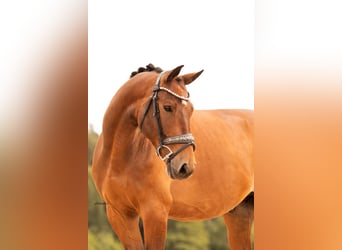 Trakehner, Wallach, 7 Jahre, 168 cm, Brauner