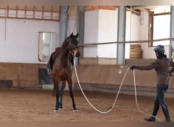 Trakehner, Wallach, 7 Jahre, 168 cm