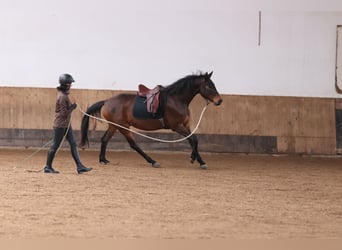 Trakehner, Wallach, 7 Jahre, 168 cm