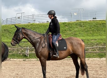 Trakehner, Wallach, 7 Jahre, 168 cm