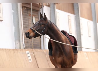 Trakehner, Wallach, 7 Jahre, 168 cm