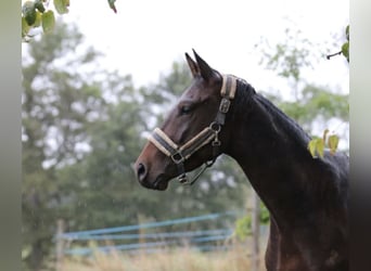 Trakehner, Wallach, 7 Jahre, 168 cm