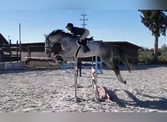 Trakehner, Wallach, 7 Jahre, 168 cm, Schimmel