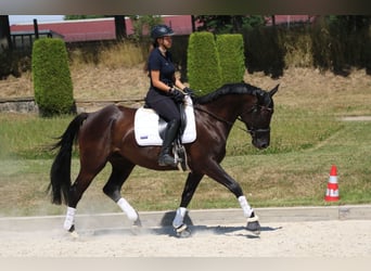 Trakehner, Wallach, 7 Jahre, 170 cm, Schwarzbrauner