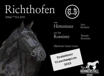 Trakehner, Wallach, 7 Jahre, 172 cm, Dunkelbrauner