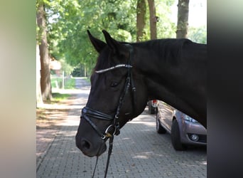 Trakehner, Wallach, 7 Jahre, 173 cm, Schwarzbrauner