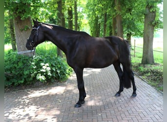 Trakehner, Wallach, 7 Jahre, 173 cm, Schwarzbrauner