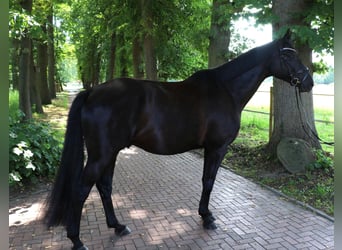Trakehner, Wallach, 7 Jahre, 173 cm, Schwarzbrauner