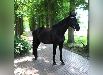 Trakehner, Wallach, 7 Jahre, 173 cm, Schwarzbrauner