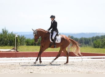 Trakehner, Wallach, 7 Jahre, 175 cm, Fuchs