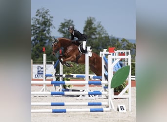 Trakehner, Wallach, 7 Jahre, 175 cm, Fuchs